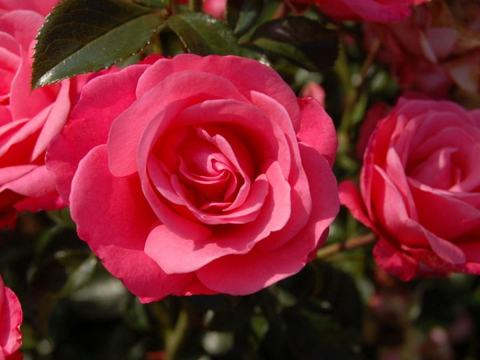 ��� ��������� ���� �����: ������ �� ������� �� �������