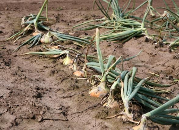 ������ ��� ������� �� ������: ��������� � �������� � ��������