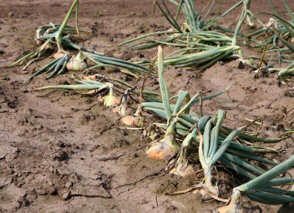 Почему лук желтеет на грядке: разберёмся в причинах и решениях
