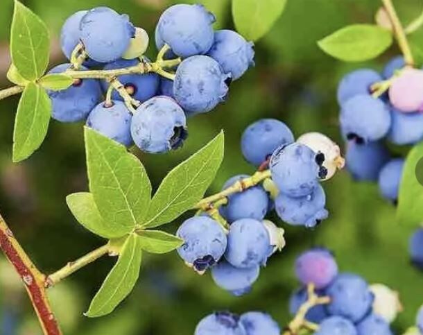 Как подкислить почву для голубики с помощью лимонной кислоты