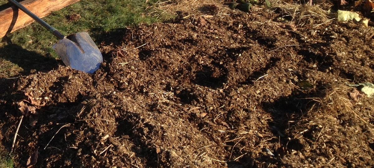 Как rejuvenate почву: эффективные сидераты для цветников