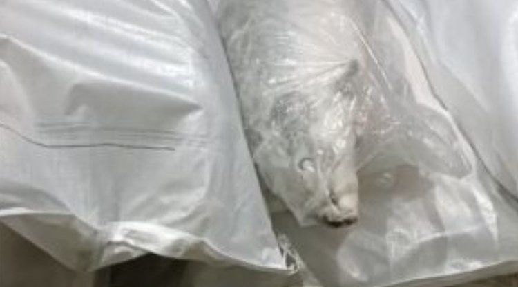 ������ ������ ����: ������� ������ �� ������� �����������