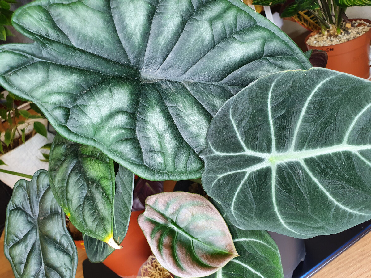 Ожидания не совпали с реальностью: редкие растения, которые легко растут