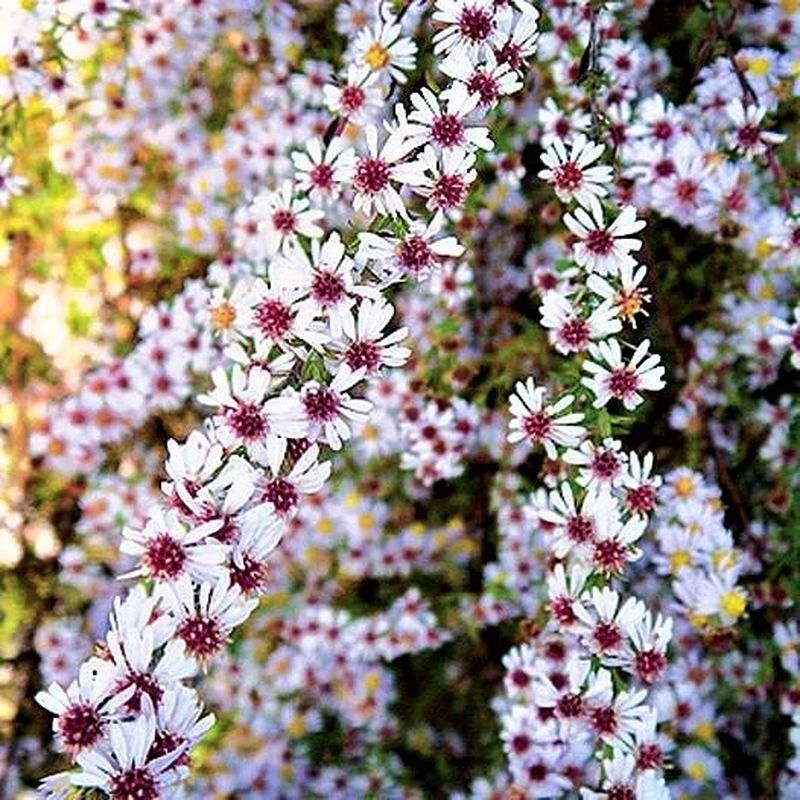 ������ ��������� ������ �� ������������ ������ � �������