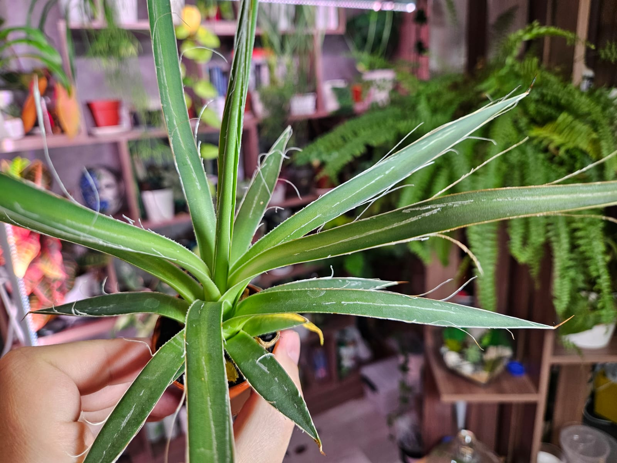 Как растения помогают справиться со стрессом в мире хаоса