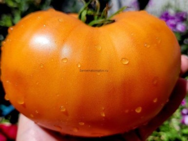 Томат каменный домик тети Юлы: как обеспечить высокий урожай и здоровье растений