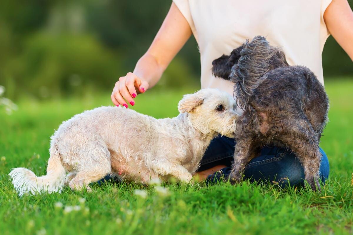 Почему собаки предпочитают нюхать друг друга под хвостом: неожиданные научные факты
