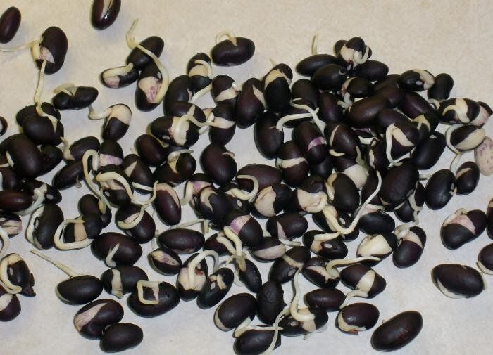 ��� �������� ���: ������� ������� ������������ ������