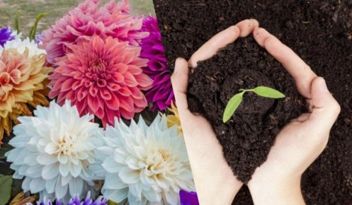 Когда и какие цветы сажать весной: практическое руководство для огородников