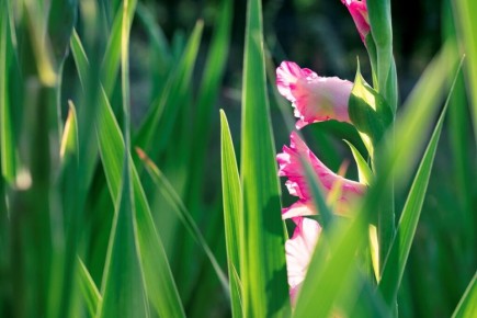 Почему гладиолусы не цветут: основные причины