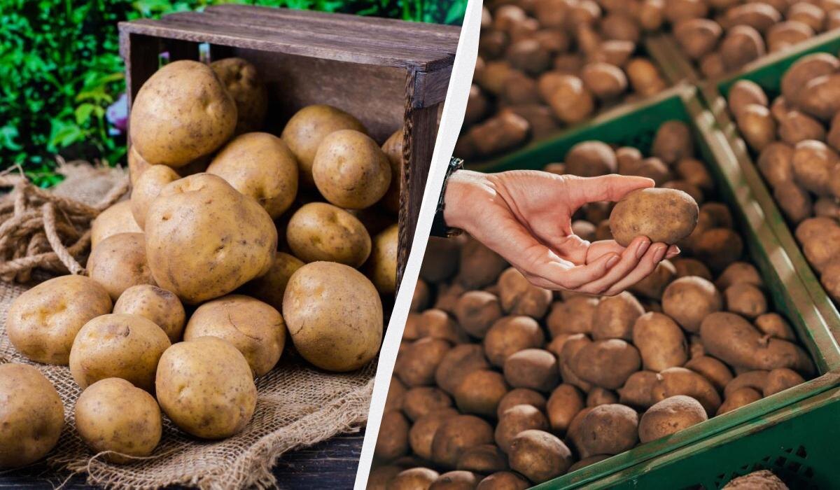 Как сохранить картошку до весны: секреты, которые работают