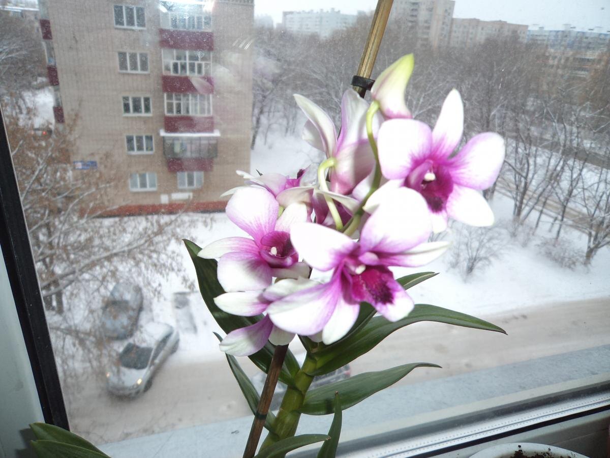 Почему желтеют листья у орхидеи и как спасти любимую цветочную красоту