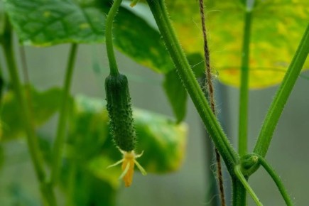 Как правильно подкормить огурцы в июле для потрясающего урожая