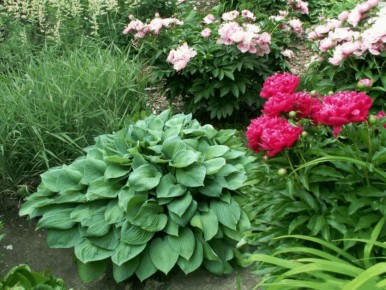 Красота хост: как ухаживать за этим садовым чудом