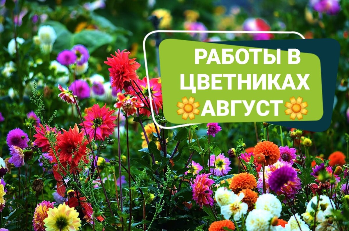 Как ухаживать за вашими растениями в августе: советы садоводов