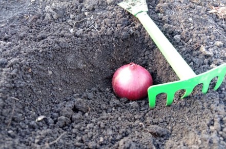 Как правильно посадить лук на чернушку под зиму