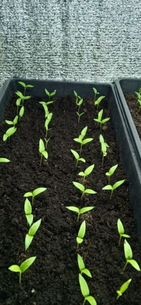 Почему рассада не растет: основные причины и эффективные решения