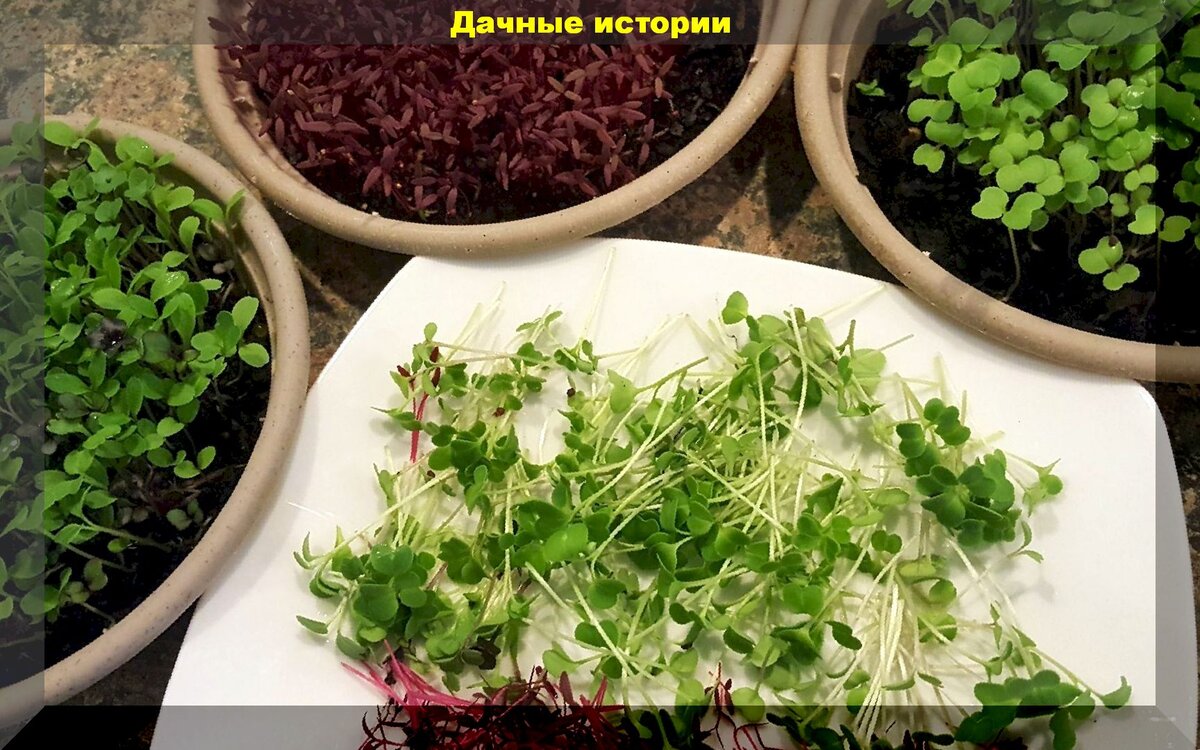 Микрозелень на подоконнике: как вырастить полезные ростки прямо дома