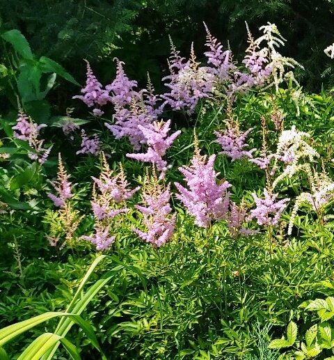 ��� ��������� ������������ ��������: ������ � ������������