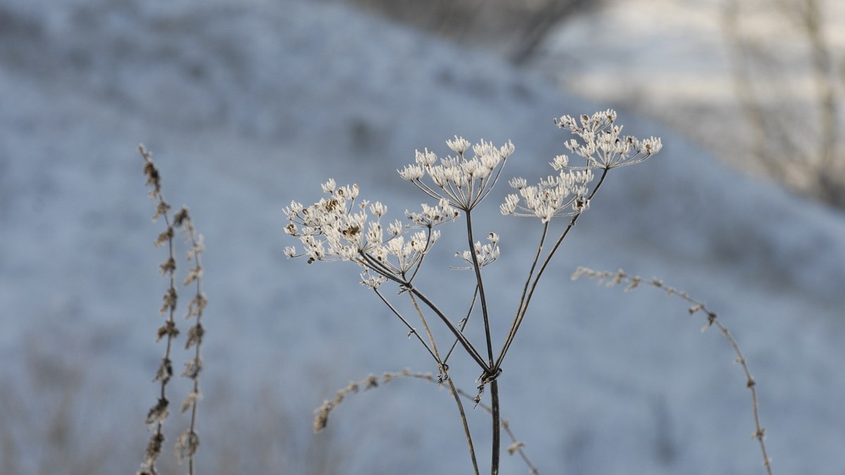 Прогноз погоды на субботу от синоптиков Рязанского ЦГМС