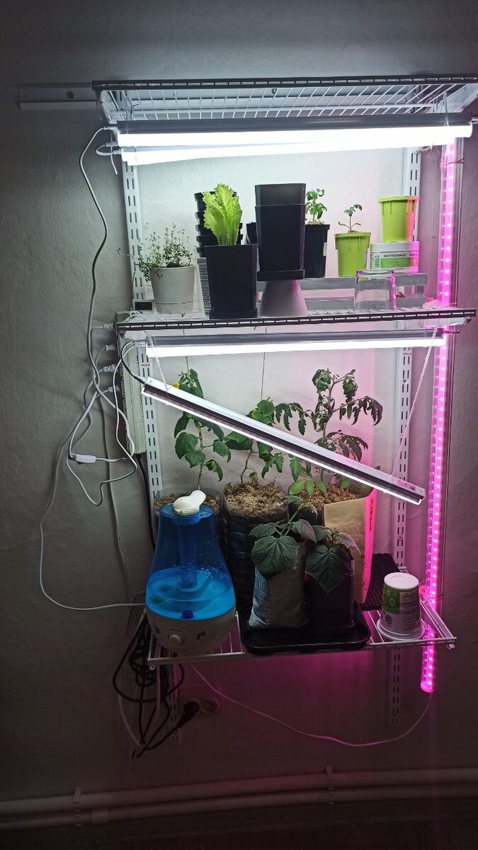 Как справиться с переросшей рассадой: эффективные советы для садоводов