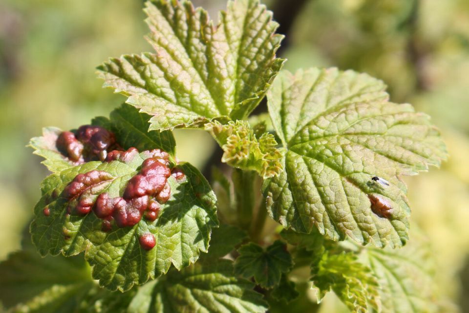 ��� �������� ������� ������� �� ��������� � ����������: ������ ��� ���������� ���������