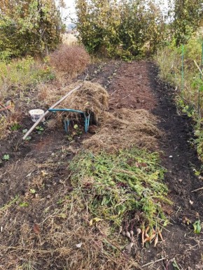 Преобразование мульчи: как использовать ее осенью на даче