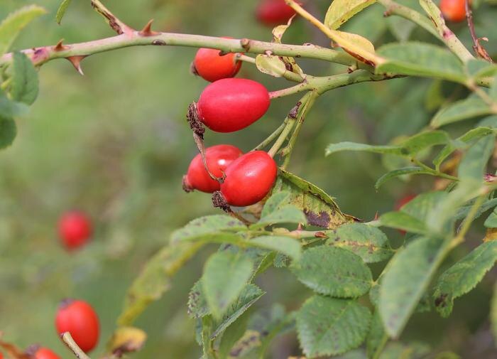 Как правильно собирать и сушить шиповник для максимальной пользы
