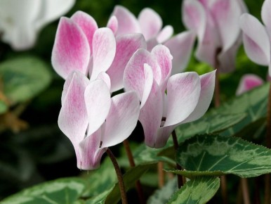 ��� �������� �������� ���������: ������� ����� � ���������