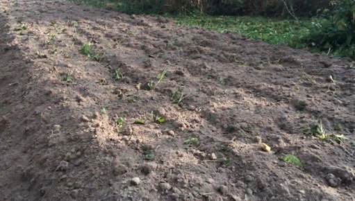 Как успешно вырастить сидераты: пять проверенных правил для истощенных почв