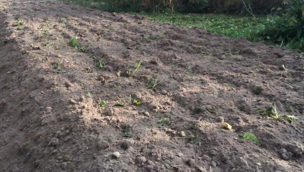 Как успешно вырастить сидераты: пять проверенных правил для истощенных почв