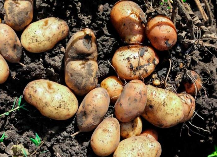 Как выбрать идеальный картофель для посадки: секреты успешного урожая
