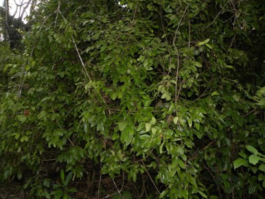 Стрихнин: от панацеи до опасного яда в медицине