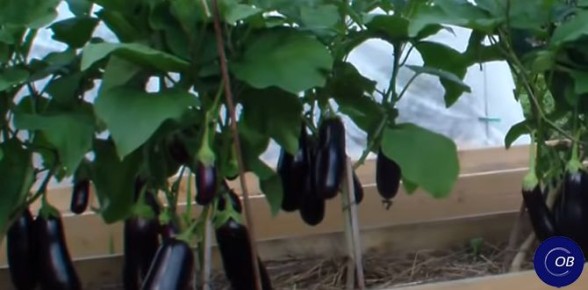 ��� ��������� ������ ������ ����������: ������ � �������