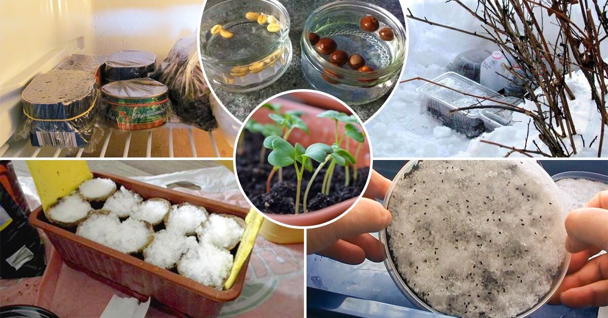 Как правильно провести стратификацию семян: секреты естественного пробуждения