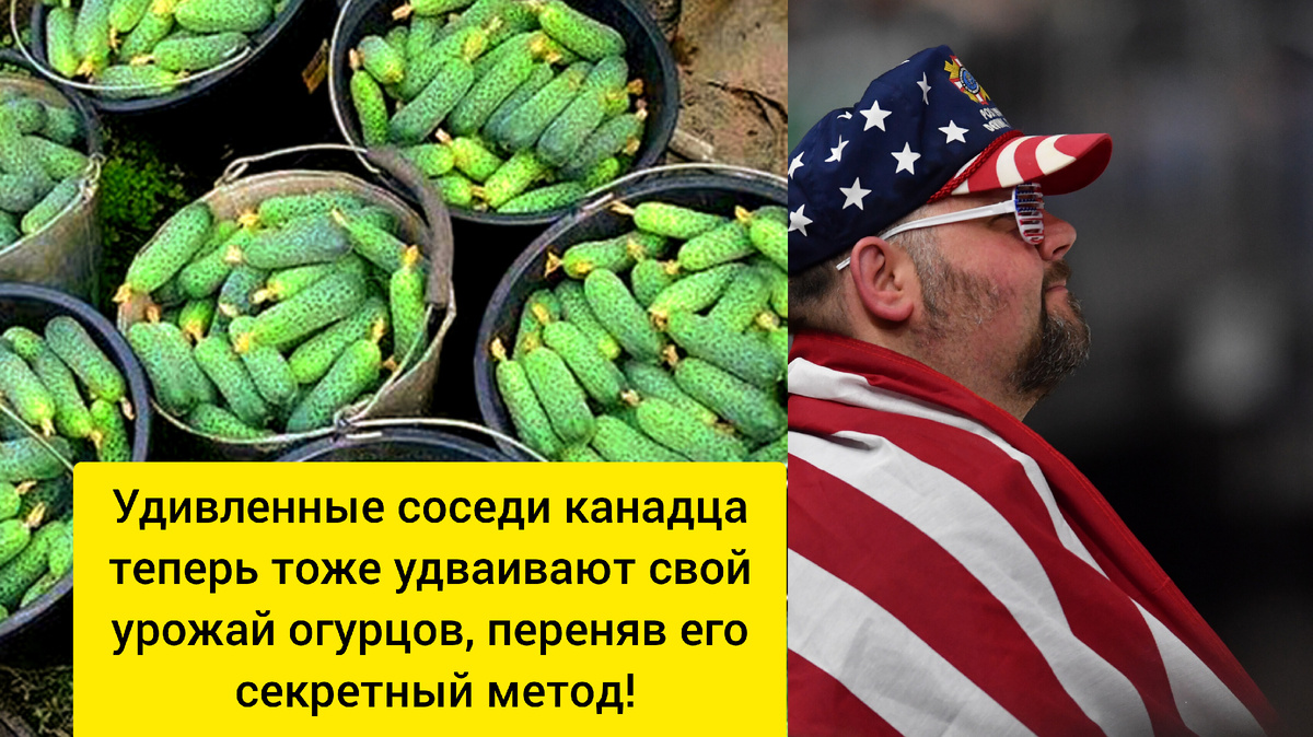 Как канадский фермер увеличил урожай огурцов на 150% с помощью нестандартных удобрений