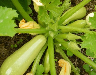 ��� ����������� ������� �� ����: ������� � ������� ������