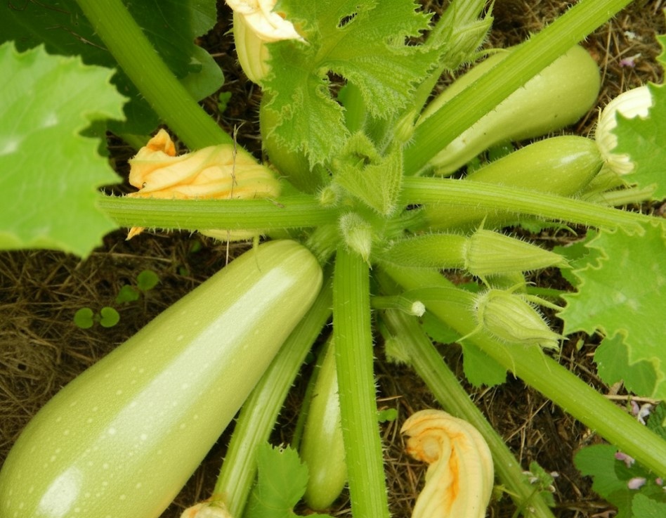 Как приготовить кабачки на зиму: простой и вкусный рецепт