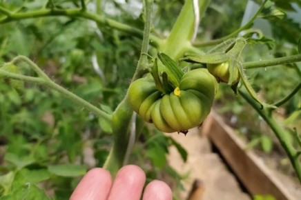 ��� ������������� ��������� �������: ������� ��������� �����