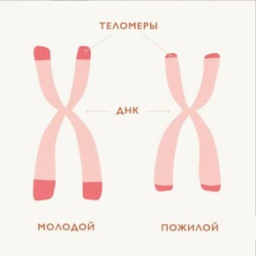 Теломеры: ключ к долголетию и способы их защиты