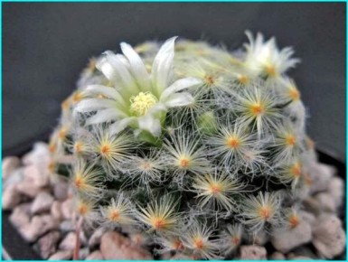 Маммиллярия: загадочные кактусы, которые завоюют ваше сердце