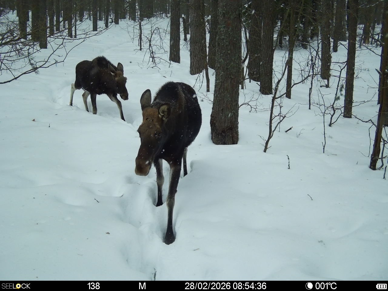 Рысь, волк, лиса, кабаны и лоси попали в объектив фотоловушек в Окском заповеднике Рысь, волк, лиса, кабаны и лоси попали в объектив фотоловушек в Окском заповеднике