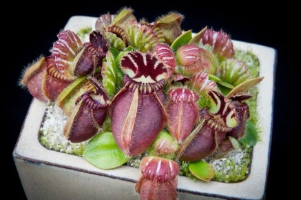 Цефалотус: Уникальный миниатюрный хищник из Австралии