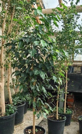 � ���� ���� � ������ ����� �������� ����� 1,2 ��� ������