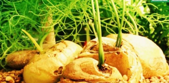 ��������� ��� �����: ��������, ������� ���������� ��������