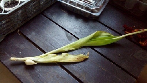 ���������� ����������� ���������: ������� � ����� ������