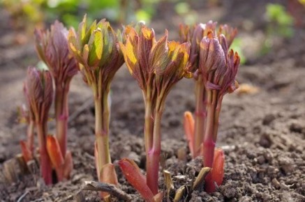 ������� ��������� ����������� ������������� �� �����