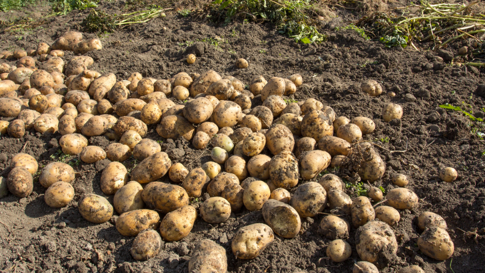 Как старые методы помогают получать богатый урожай картофеля