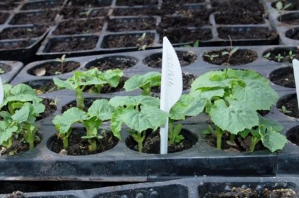 ��� ��������� ������ � �������� ��������: ������ � ������������