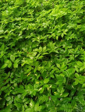 Сныть: полезные свойства и секреты удивительной травы